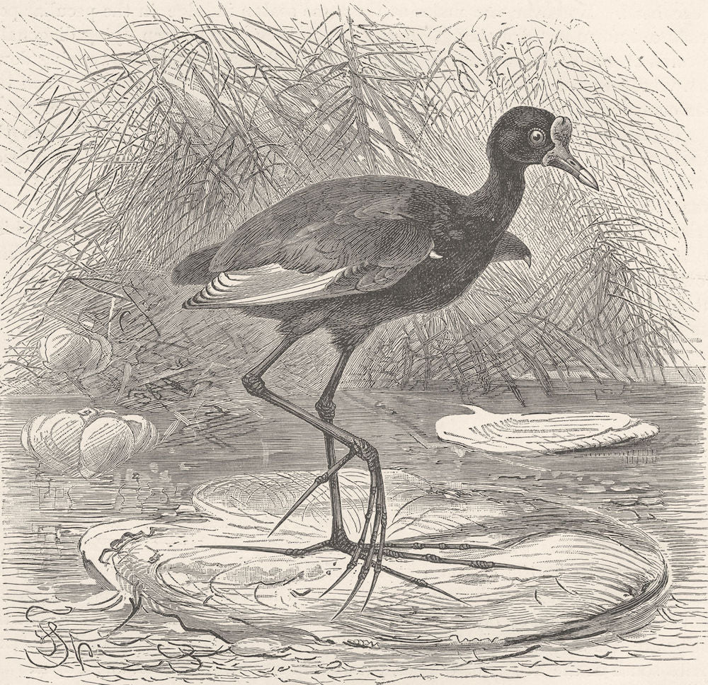 BIRDS. Brazilian jacana 1895 old antique vintage print picture
